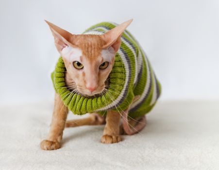 Cat breeds Pererbold in a green striped sweater