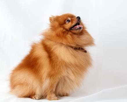 Dog breed Spitz on red background light curtains