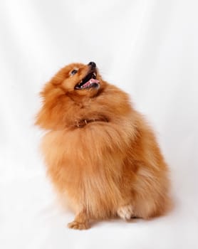 Dog breed Spitz on red background light curtains