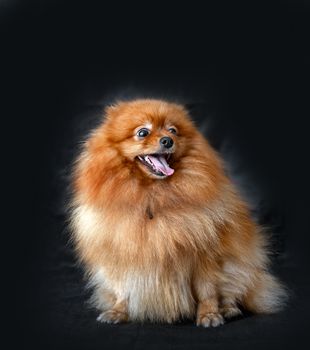 Dog Spitz red on a background of the dark curtains