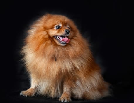 Dog Spitz red on a background of the dark curtains