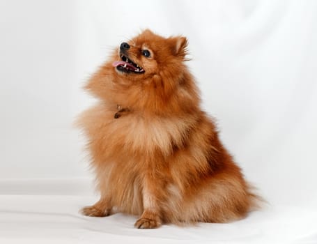 Dog breed Spitz on red background light curtains