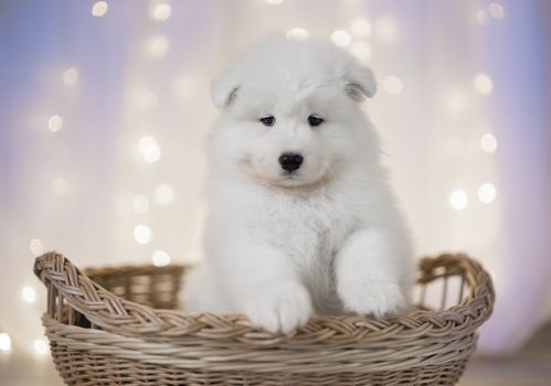 Samoyed puppy on a background of LED lights for the basket