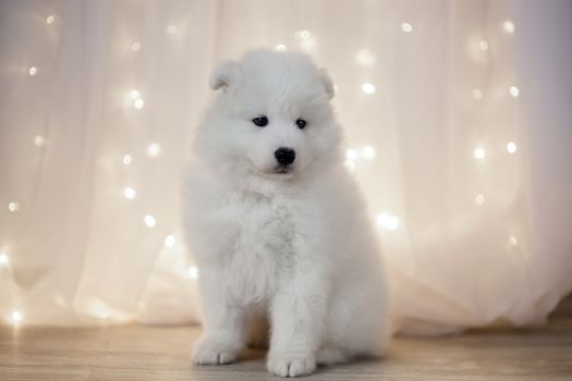 Samoyed puppy on a background garlands LED