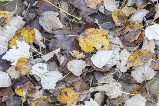 Colorful fallen autumn leaves on grass, natural background