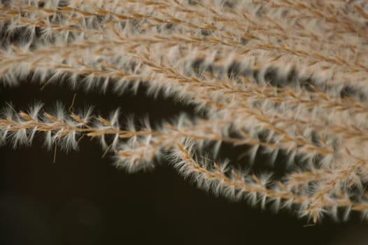 Fluffy grass seeds abstract macro closeup on a dark green background.