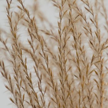 Fluffy grass seeds abstract macro closeup on a white snow background.