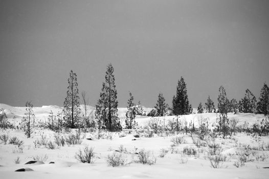 Black and white Lake Huron cedar trees and snow dunes landscape