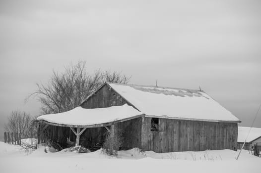 Snowy old  barn on a grey day. Barnboards are faded, old and weathered. Shows some trees and is black and white.