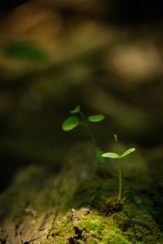 New life - plant stem growing