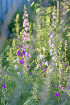 Phlox paniculata flowers in garden