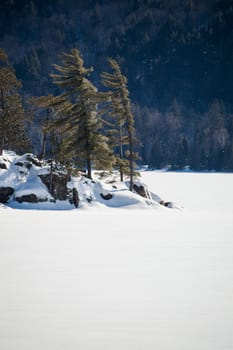 Snowy frozen lake with white pines background in Algonquin park, Ontario.  Snowy mountain behind. Copy space at the bottom in the fresh bright snow.
