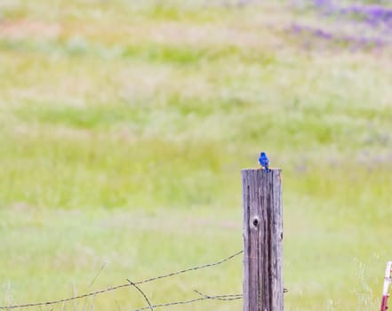 Small Bird Perched on a Fence Post
