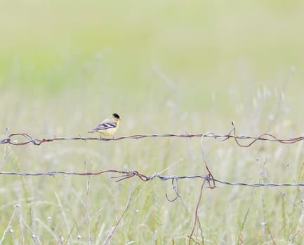 Small Yellow and Black Bird Perched on Wire Fence