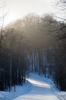 Snowflakes coming down in front of a lane and woodland trees in a snowstorm while the sun comes out.