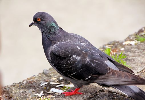 Grey pigeon shooting on the street.