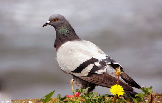 Grey pigeon shooting on the street.