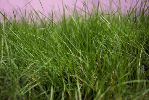 Kaydet
İndirme Önizlemesi
Background of green grass, shallow depth of field.Abstract natural backgrounds with beauty bokeh and green grass.