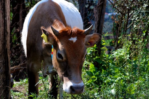 Hereford cow in green pastures on a farm.