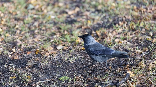 Western Jackdaw Walking on Grass.