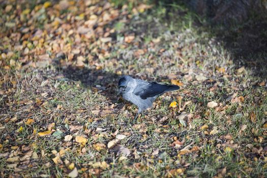Western Jackdaw Walking on Grass.