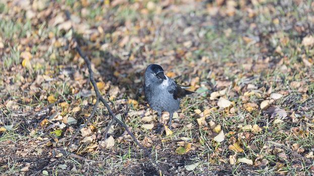 Western Jackdaw Walking on Grass.