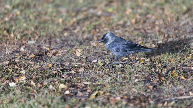 Western Jackdaw Walking on Grass.