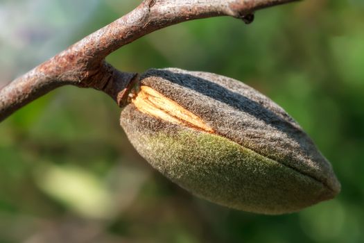 Ripe almonds walnut hanging on a branch. Close-up, focus on the nut