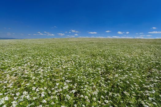 Field of flowering coriander on a background of blue sky