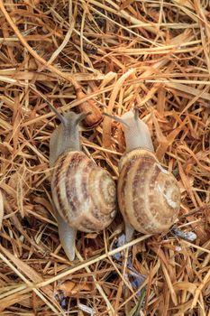 Two garden snails crawling at dawn in the straw. Shooting from above close-up