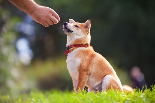 Shiba Inu pay attention to his owner at dogschool.