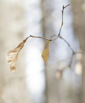 Close up of brown oak leaves in the winter