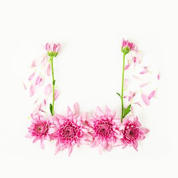 Frame of pink chrysanthemum flower isolated on white background.