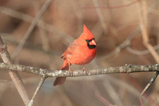 Cardinal male perched on branch in sun