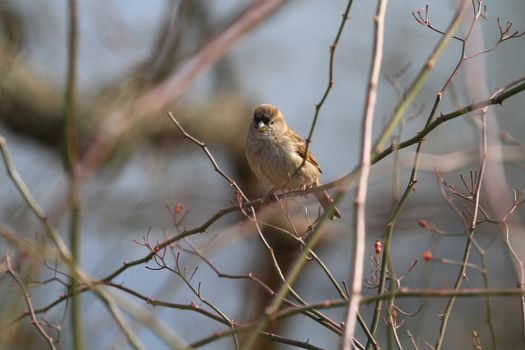 House Sparrow female perched on branch in sun