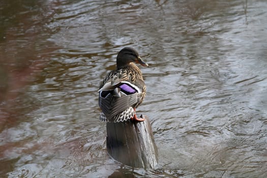 Mallard Duck female perched on stump in sun