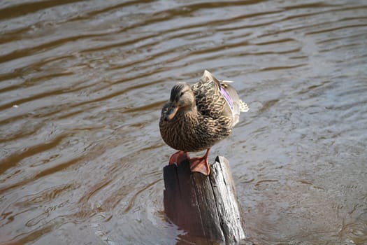 Mallard Duck female perched on stump in sun