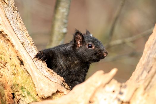 Black Squirrel sitting in old tree trunk