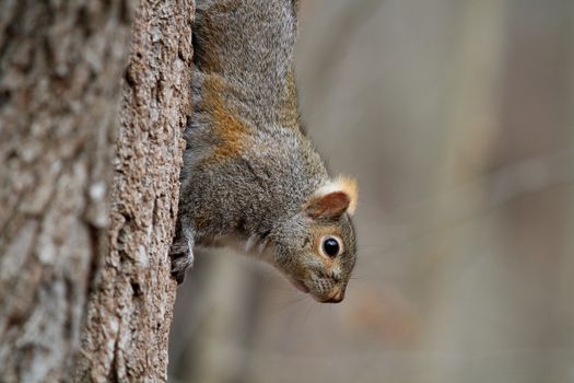 Gray Squirrel on side of tree in sun