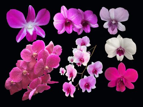 Closeup set of collection orchids flowers isolated on black background.