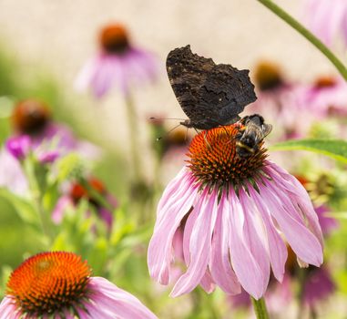 butterfly on Echinacea purpurea   in green garden