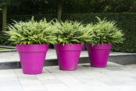 three large purple pots with green ferns on a terrace