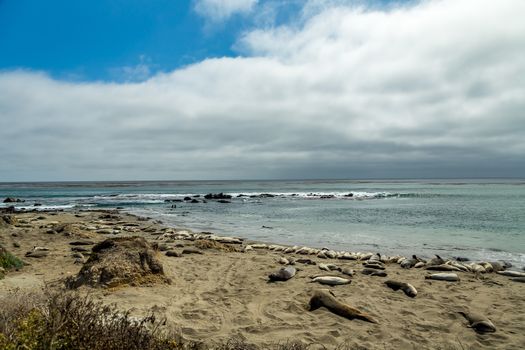 Male elephant seals are much larger than the females and have a trunk-like nose, from which the species gets its name.