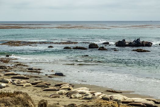 Male elephant seals are much larger than the females and have a trunk-like nose, from which the species gets its name.