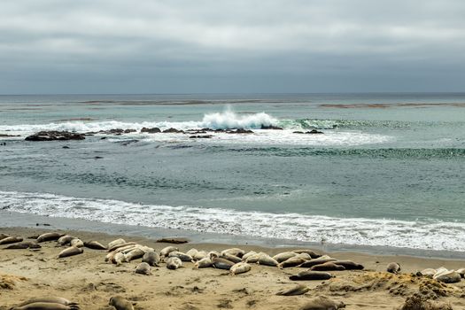 Male elephant seals are much larger than the females and have a trunk-like nose, from which the species gets its name.