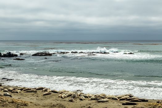 Male elephant seals are much larger than the females and have a trunk-like nose, from which the species gets its name.