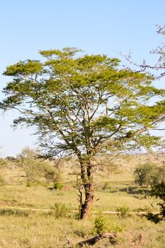 Acacia green with the savannah of the Tsavo west in the background