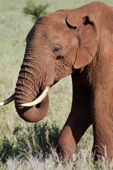 Red Elephant isolated in the savannah of Tsavo East park in Kenya