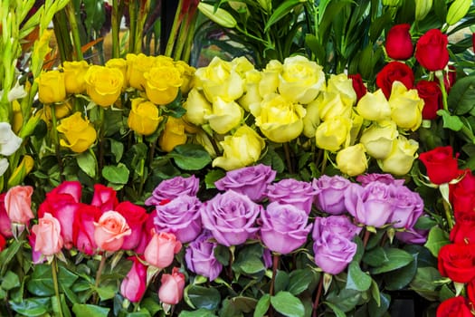 a group of colorful roses with green plants