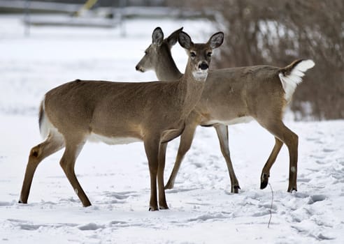 Beautiful isolated photo with a wild deer in the snowy forest